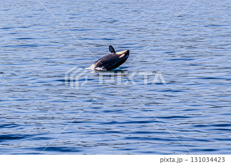 青い海と躍動するシャチの姿 131034423