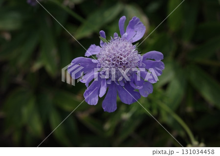 霧ヶ峰の草原に咲く花々。その代表的なマツムシソウは、近年ササ類の勢いに押されて生育地が狭まりつつある 霧ヶ峰の草原に咲く花々。その代表的なマツムシソウは、近年ササ類の勢いに押されて生育地が狭まりつつある 131034458