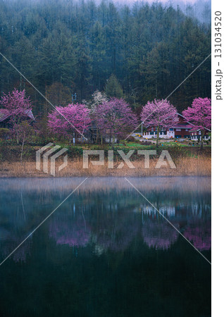 【中牧湖】朝霧とヤマザクラ【聖高原】 131034520