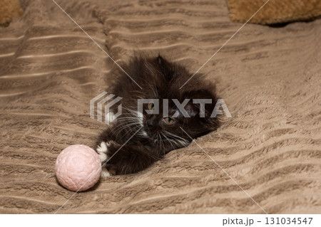 Little black kitten is lying on the bed  with a ball. 131034547