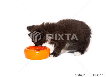 Small black kitten stands over an empty bowl 131034548
