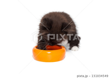 Small black kitten stands over an empty bowl . 131034549