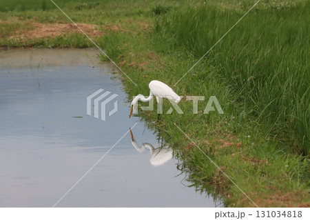 水鏡に映るシラサギの美しい姿 131034818