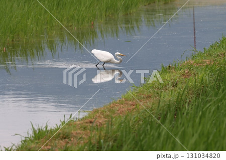 体を低く狙いすまして狩の真っ最中 体を低く狙いすまして狩の真っ最中 131034820