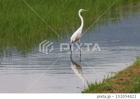 水面の波紋が美しく広がるダイサギの一歩 131034821