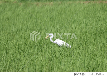 広々とした水田で上手に小魚をとらえるシラサギ 131035067