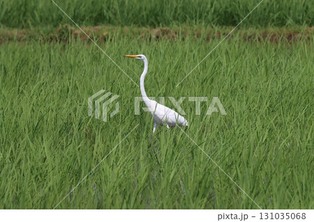 長い首を持ち上げて獲物を探すシラサギ 長い首を持ち上げて獲物を探すシラサギ 131035068