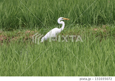 長い首を折り曲げて少し休憩中 131035072