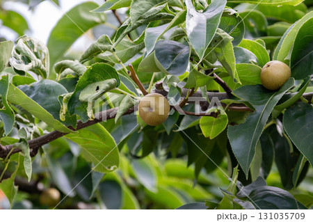 成長途中の梨 成長途中の梨 131035709