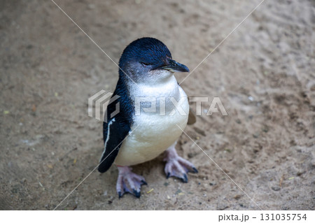 The Fairy penguin or blue penguin is so cute and local animal in phillip island,Australia The Fairy penguin or blue penguin is so cute and local animal in phillip island,Australia 131035754