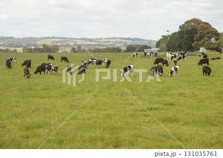 Group cow is eatting grass in nature farm at australia 131035761
