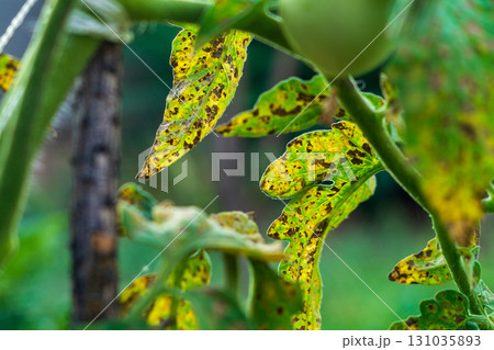 Partially dead areas of leaves of green tomato bushes, consequences of vital activity of pathogens of agricultural crops leading to crop loss. Agricultural technologies, plant protection preparations 131035893