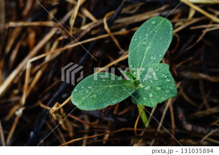 A young green healthy sprout of a cucumber, watermelon, melon or pumpkin plant grew out of ground in bed covered with mulch with clear drops of water from rain or dew close-up with empty copy space 131035894
