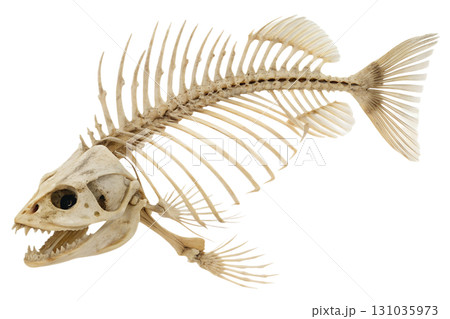 Fish skeleton isolated on transparent background, detailed anatomy of bones and spine for scientific study 131035973