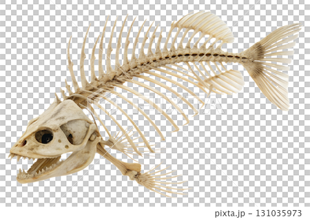 Fish skeleton isolated on transparent background, detailed anatomy of bones and spine for scientific study 131035973