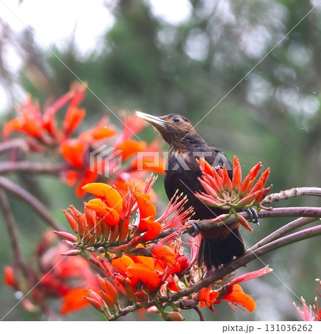 デイゴの花の蜜に飛来したノグチゲラ やんばるの森 デイゴの花の蜜に飛来したノグチゲラ やんばるの森 131036262