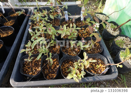 ブルーベリー挿し木 ブルーベリー挿し木 131036398