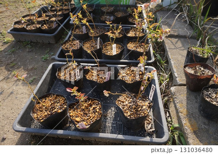 ブルーベリー挿し木 131036480