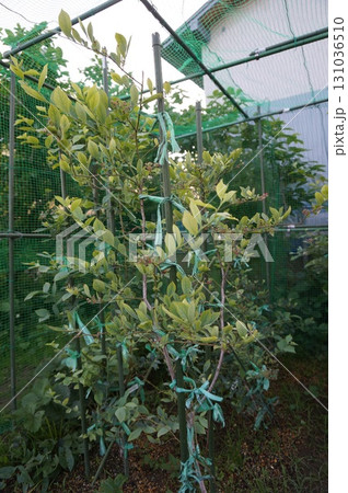 ブルーベリー 131036510