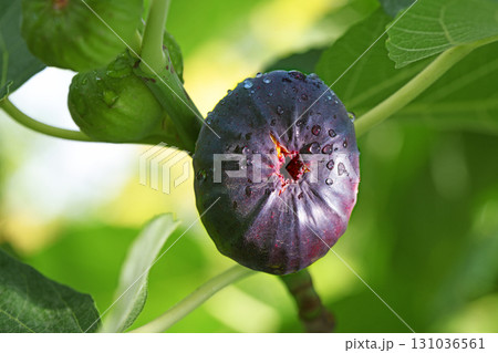 A small purple fruit with a hole in the middle A small purple fruit with a hole in the middle 131036561