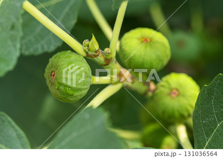 A cluster of green figs hanging from a tree branch A cluster of green figs hanging from a tree branch 131036564
