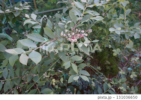 ブルーベリー ブルーベリー 131036650