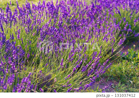 Lavender bushes blooming under warm sunlight in peaceful purple and green summer field background Lavender bushes blooming under warm sunlight in peaceful purple and green summer field background 131037412