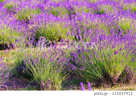 Lavender bushes blooming under warm sunlight in peaceful purple and green summer field background 131037413