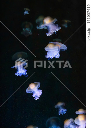 Mediterranear jellyfish, Cotylorhiza tuberculata or fried egg jellyfish swim in blue aquarium water Mediterranear jellyfish, Cotylorhiza tuberculata or fried egg jellyfish swim in blue aquarium water 131037419