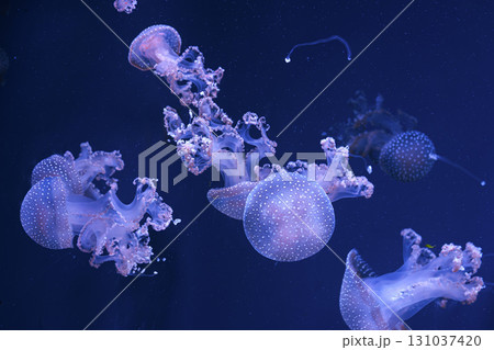 Group of Phyllorhiza punctata or Australian spotted jellyfish swim in deep blue water of aquarium 131037420