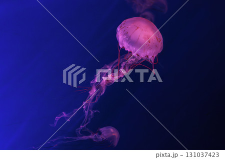 Close up of Chrysaora colorata or purple striped jelly jellyfish swim in deep blue water of aquarium 131037423