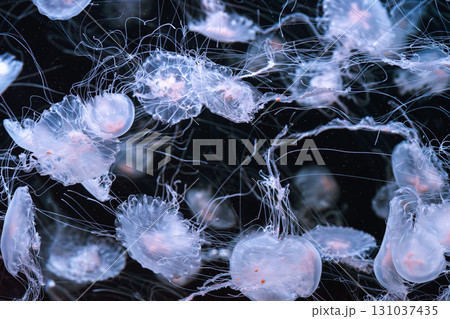 Chrysaora quinquecirrha, Atlantic or East Cost sea nettle jellyfish swim in blue water of aquarium 131037435