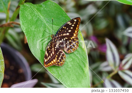 Lexias dirtea, the archduke butterfly of the family Nymphalidae, sitting on green leaves background Lexias dirtea, the archduke butterfly of the family Nymphalidae, sitting on green leaves background 131037450