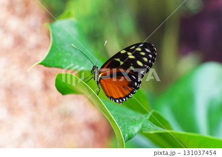Heliconius hecale, tiger longwing, Hecale longwing, golden longwing, golden heliconian butterfly 131037454
