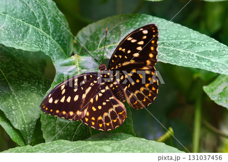 Lexias dirtea, the archduke butterfly of the family Nymphalidae, sitting on green leaves background 131037456