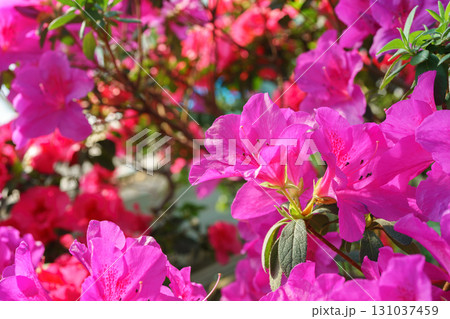 Blooming pink japan Azalea Ericaceae flowers, rhododendron flower macro, background 131037459