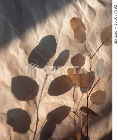 Dried round leaves casting soft shadows on crumpled paper in warm afternoon light 131037992