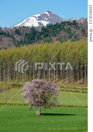 北海道・富良野 上御料の一本桜と（5月） 131038081