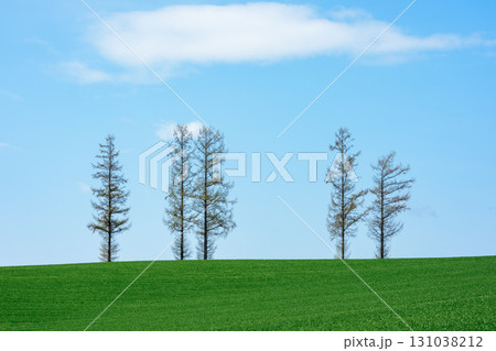 北海道・美瑛 マイルドセブンの丘と青空の風景　 131038212