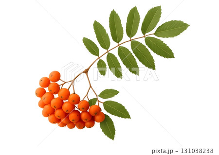 Sprig of rowan with vibrant orange berries and lush green leaves against a white background. Sprig of rowan with vibrant orange berries and lush green leaves against a white background. 131038238