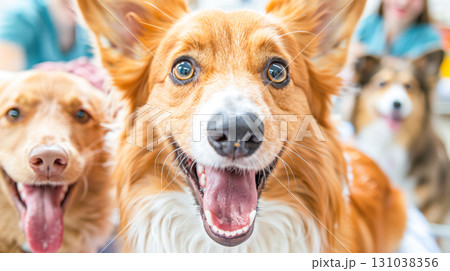 Happy corgi dog with joyful expression surrounded by other playful dogs in a bright setting Happy corgi dog with joyful expression surrounded by other playful dogs in a bright setting 131038356