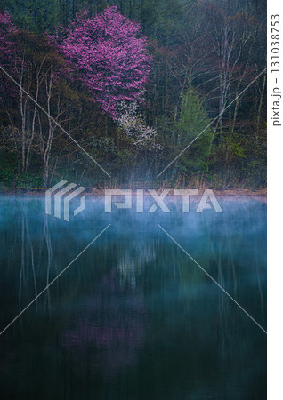 【中牧湖】朝霧と桜とコブシ【聖高原】 131038753