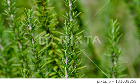 ローズマリー ローズマリー 131038859