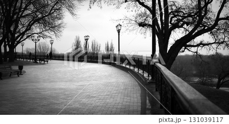 Black and white image with a bench in a city park and brenches. 131039117