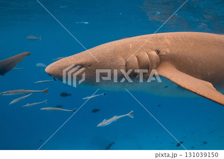 Nurse shark underwater in sea. Swimming with sharks Nurse shark underwater in sea. Swimming with sharks 131039150