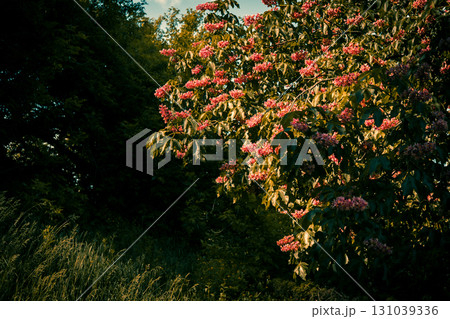 Blooming Tree with Pink Flowers in Summer Sunlight Blooming Tree with Pink Flowers in Summer Sunlight 131039336