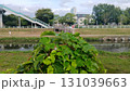 Vibrant green leaves by a tranquil riverside with a city backdrop and pedestrian bridge 131039663