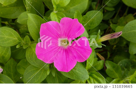Vibrant pink petunia flower in bloom close up on green leaves background Vibrant pink petunia flower in bloom close up on green leaves background 131039665