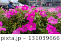 Vibrant pink petunia flowers blooming in urban garden 131039666