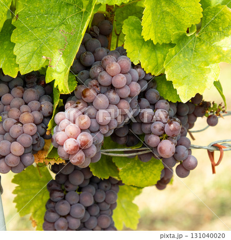 Natural Macro Shot of Grapes on a Vineyard Plant Natural Macro Shot of Grapes on a Vineyard Plant 131040020